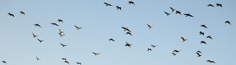 Birds flying