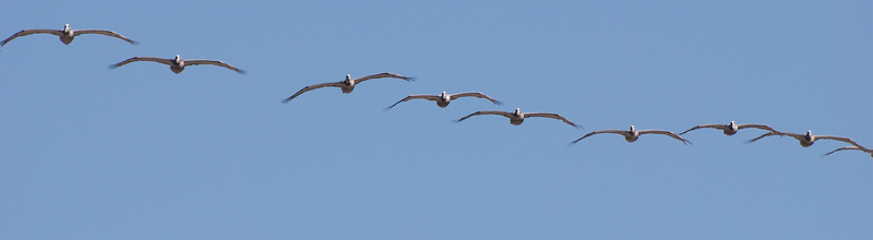 Birds flying