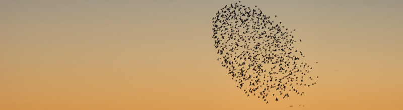 Birds flying