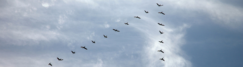 Birds flying
